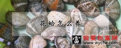 花蛤怎么养