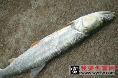 鳡鱼多少钱一斤 鳡鱼价格45-50元/斤