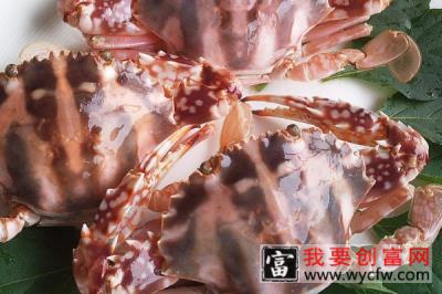 海口螃蟹多少钱一斤 海口螃蟹价格排行