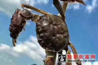 几月份的大闸蟹最好 吃大闸蟹禁忌什么东西