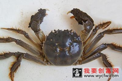 大闸蟹几月份上市 吃大闸蟹的好处