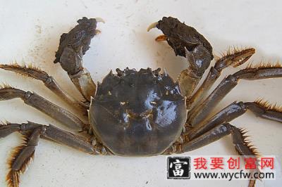 螃蟹产地哪里的最有名 哪里的蟹最正宗