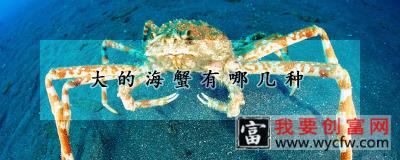 大的海蟹有哪几种