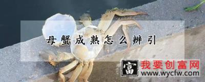 母蟹成熟怎么辨引
