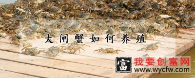 大闸蟹如何养殖