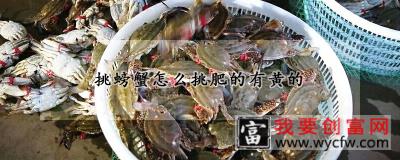 挑螃蟹怎么挑肥的有黄的