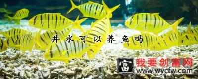 井水可以养鱼吗