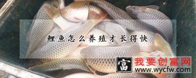 鲤鱼怎么养殖才长得快