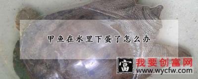 甲鱼在水里下蛋了怎么办