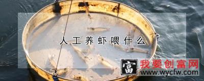 人工养虾喂什么