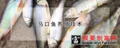 马口鱼养殖技术