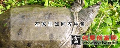在家里如何养甲鱼