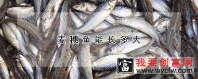 麦穗鱼能长多大