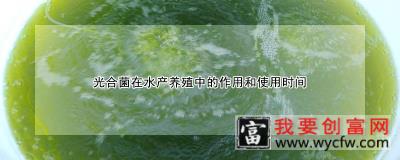 光合菌在水产养殖中的作用和使用时间