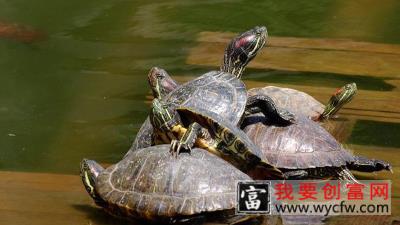 乌龟、王八、甲鱼、鳖的区别