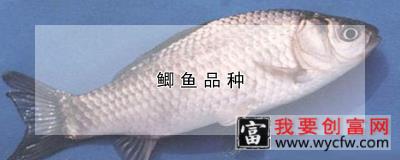 鲫鱼品种