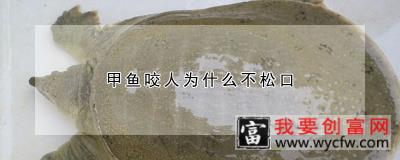 甲鱼咬人为什么不松口