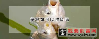 菜籽饼可以喂鱼吗
