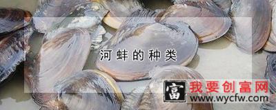 河蚌的种类