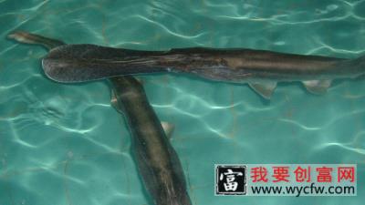 鸭嘴鱼<a href=https://www.wycfw.com/yangzhi/ target=_blank class=infotextkey>养殖技术</a>
