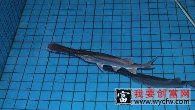 鸭嘴鱼是什么鱼