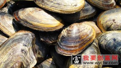 河蚌种类