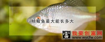 鳑鲏鱼最大能长多大