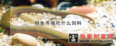 鳝鱼养殖吃什么饲料