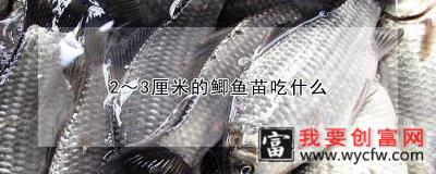 2～3厘米的鲫鱼苗吃什么