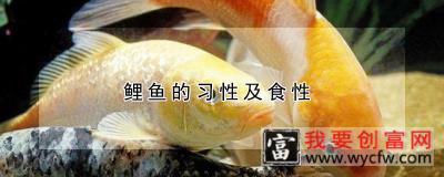 鲤鱼的习性及食性