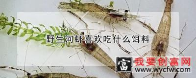 野生河虾喜欢吃什么饵料