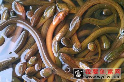 黄鳝的生活习性