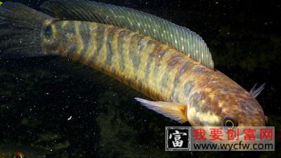 黑鱼和鲶鱼的区别