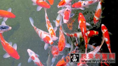 锦鲤养殖技术