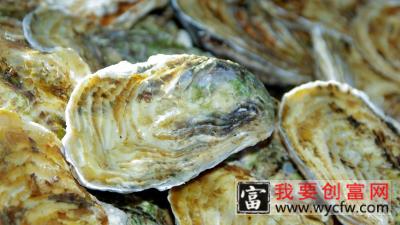 牡蛎和生蚝的区别