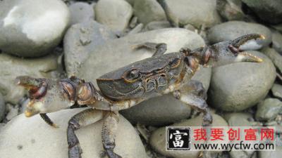 河蟹养殖技术