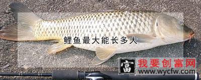 鲤鱼最大能长多大