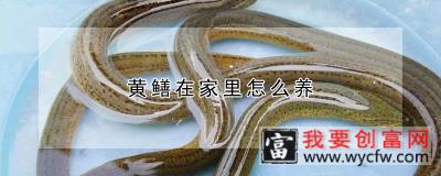 黄鳝在家里怎么养