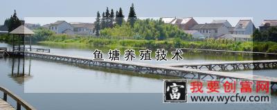 鱼塘养殖技术