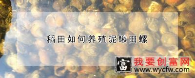 稻田如何养殖泥鳅田螺