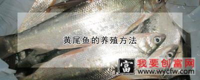 黄尾鱼的<a href=https://www.wycfw.com/e/tags/?tagid=63 target=_blank class=infotextkey><a href=https://www.wycfw.com/yangzhi/ target=_blank class=infotextkey>养殖</a></a>方法