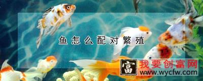 鱼怎么配对繁殖