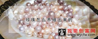 珍珠怎么养殖出来的