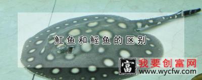 魟鱼和鳐鱼的区别