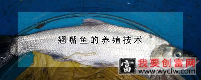 翘嘴鱼的养殖技术