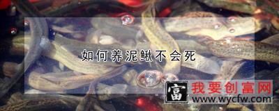 如何养泥鳅不会死