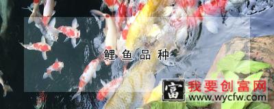 鲤鱼品种