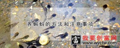 养蝌蚪的方法和注意事项