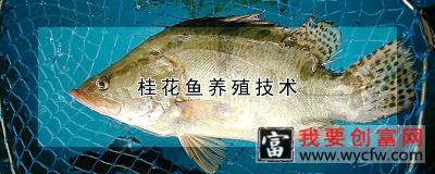 桂花鱼养殖技术