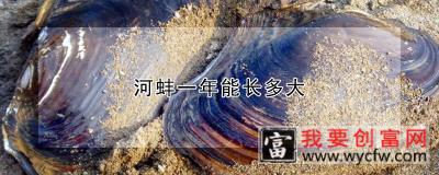 河蚌一年能长多大